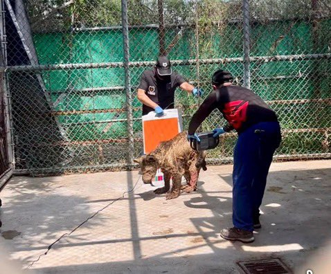 La osa fue trasladada a un santuario donde será atendida.