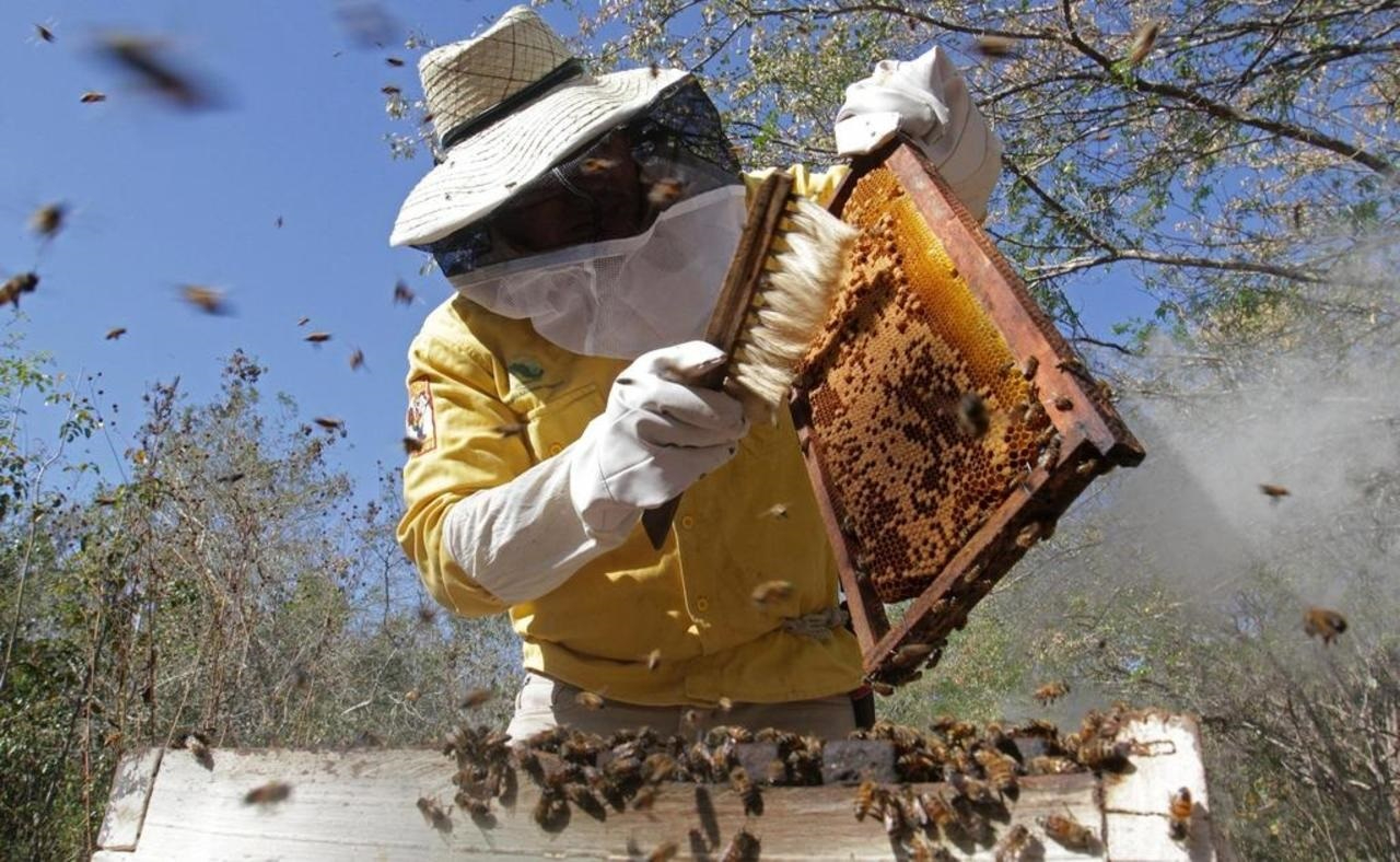 Protección de abejas y polinización, prioridad en la actividad apícola