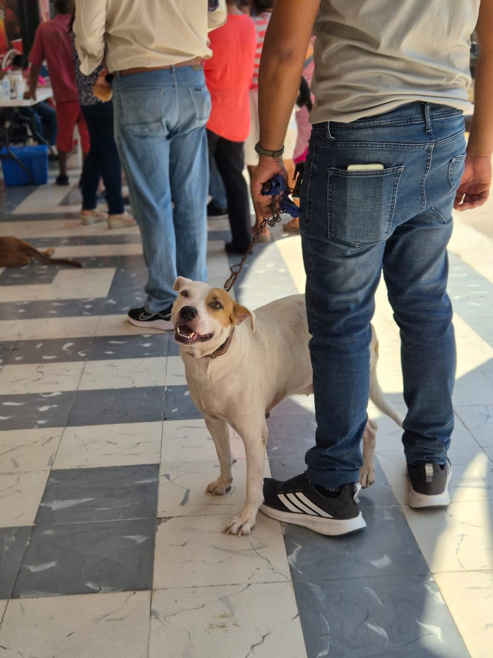 Decenas de familias acudieron con sus mascotas para vacunarlas o esterilizarlas.