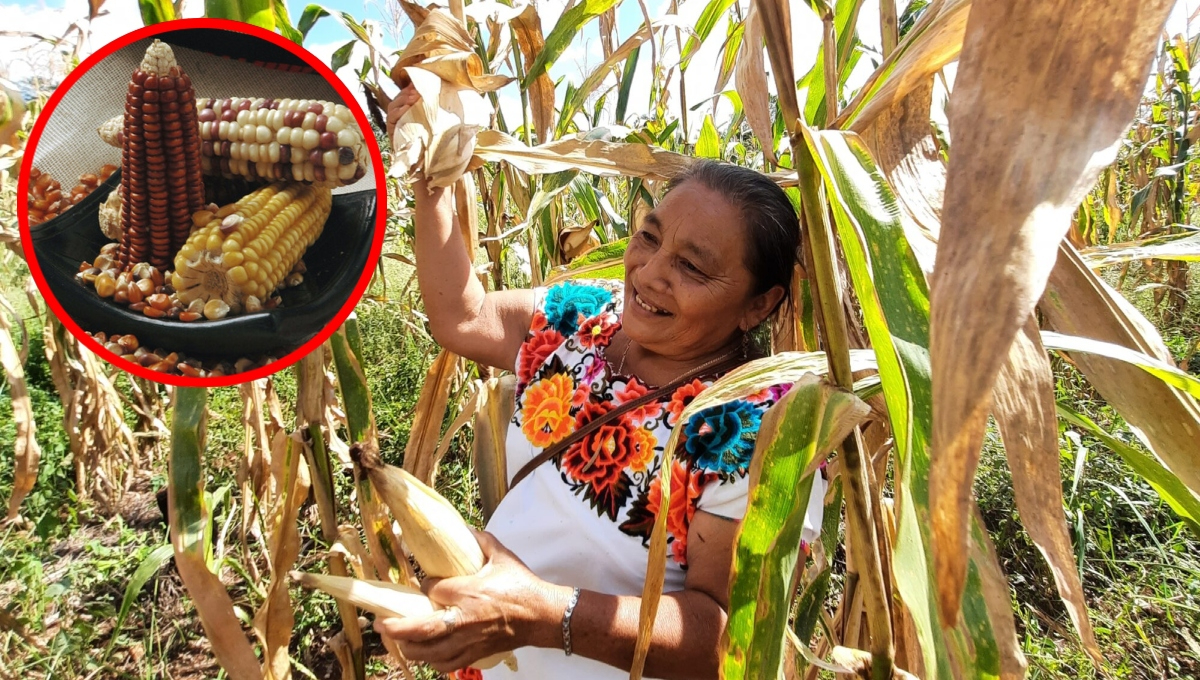En la región existen algunas razas de maíz nativas que otorgan a la milpa maya su propia identidad