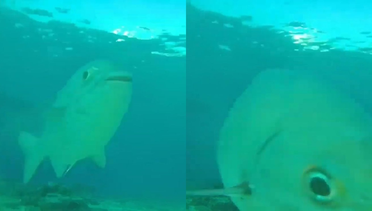 La cámara permitirá monitorear a las poblaciones de peces y otras especies
