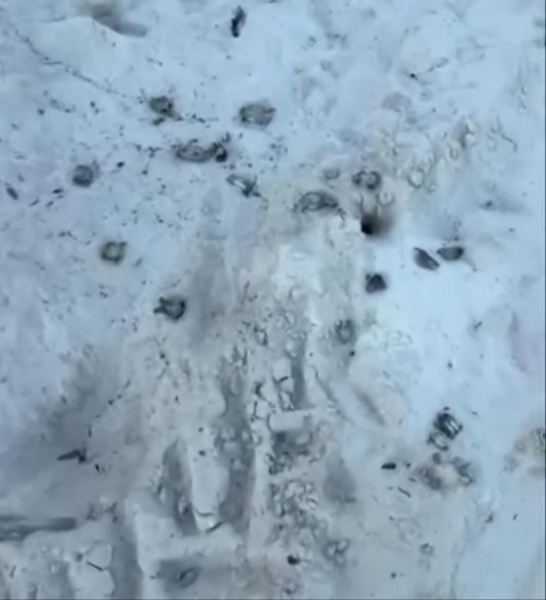 Se encontró huellas de llantas sobre la arena donde habían cuerpos de quelonios