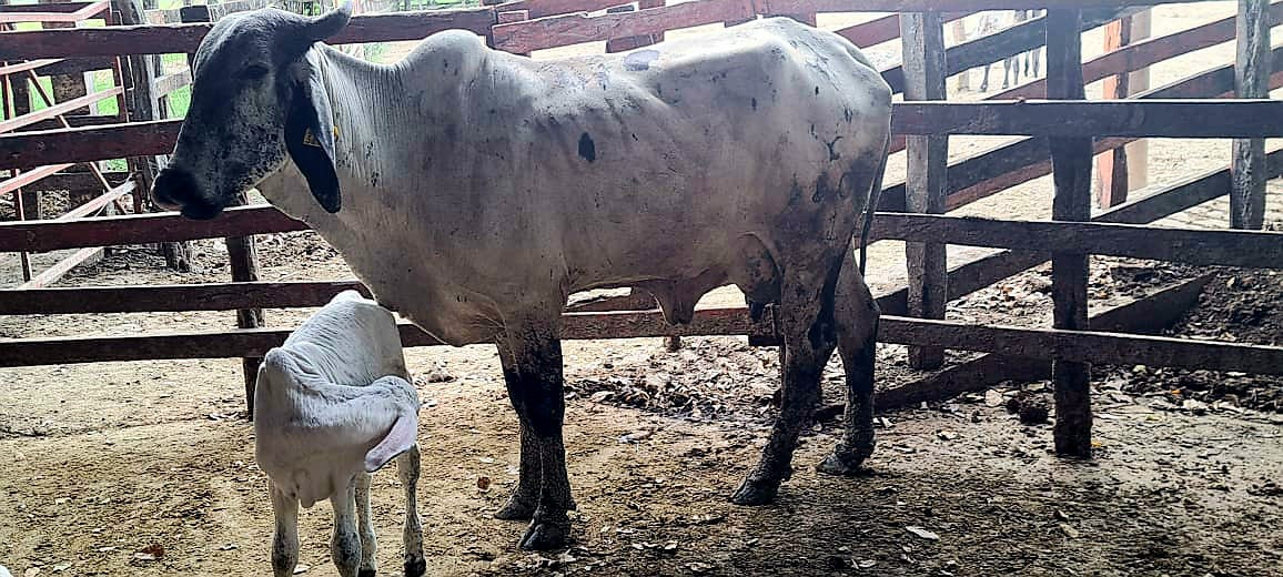 Vicente Guerrero del Rivero hace un llamado para recuperar dos vacas robadas