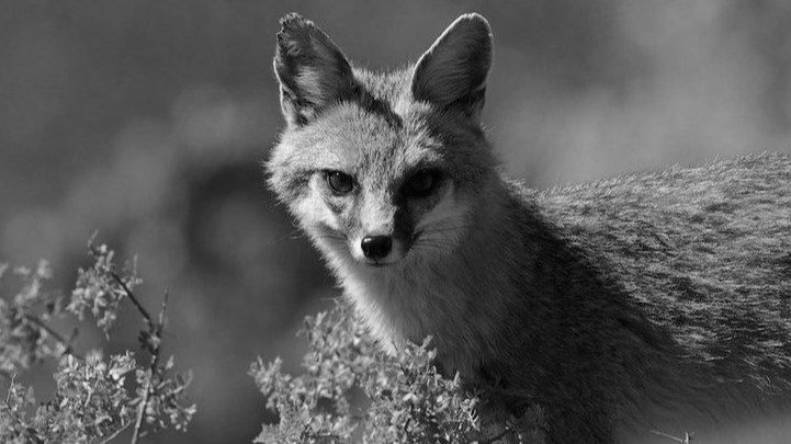 El zorro gris es un cánido silvestre que ha encontrado refugio en terrenos y parches de vegetación del norte de Mérida