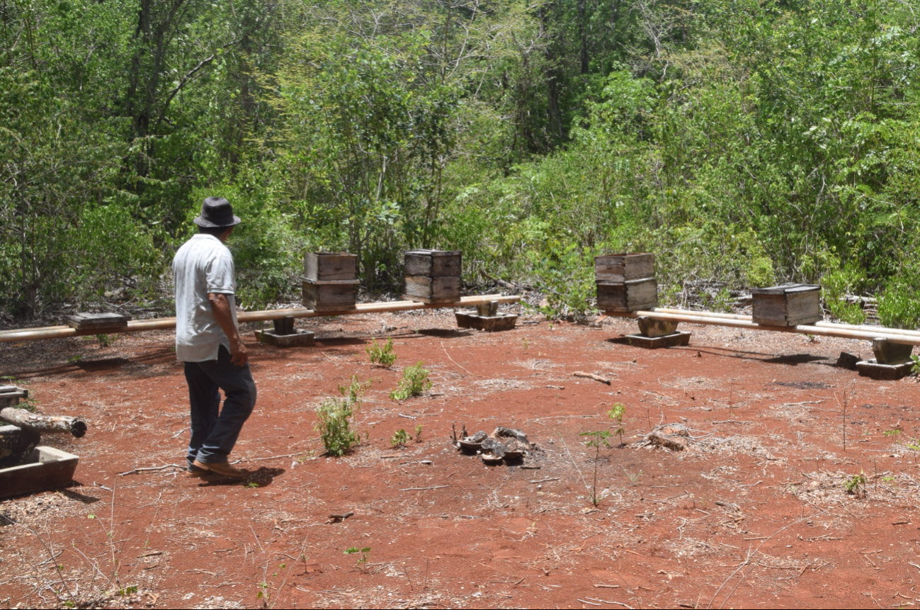 Hay pruebas del causante de la mortandad de abejas; faltan medidas efectivas, dicen apicultores Hay pruebas del causante de la mortandad de abejas; faltan medidas efectivas, dicen apicultores