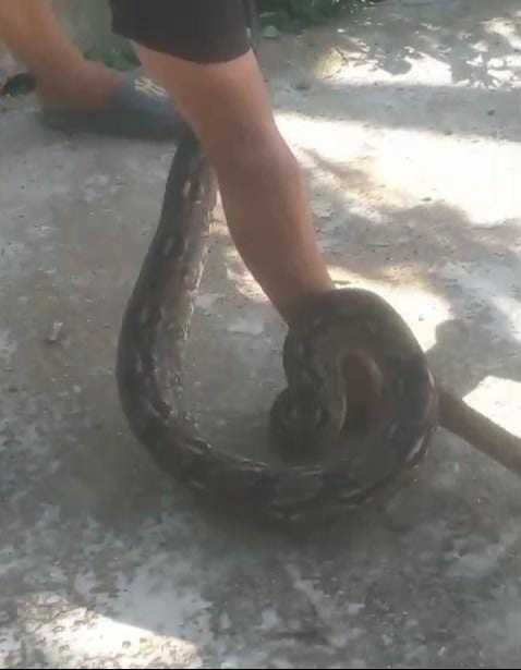 Pánico en Bécal por dos boas de gran tamaño; autoridades logran rescate seguro