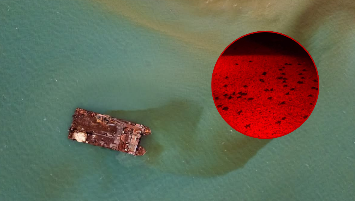 Miles de tortugas podrían morir por hidrocarburos del barco Titán II en Campeche