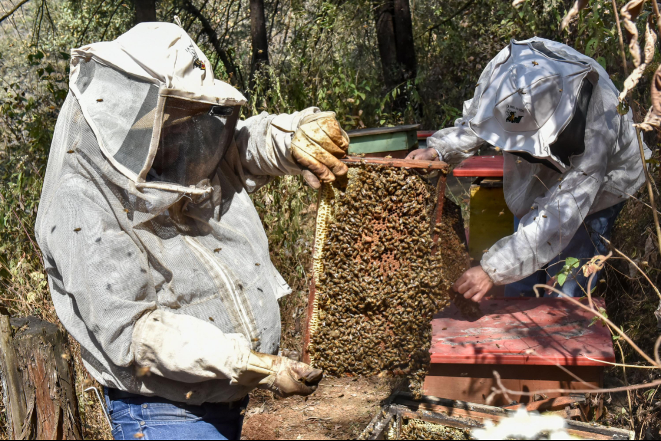 Climas atípicos inhiben la floración de plantas, afectando la obtención de néctar para las abejas Climas atípicos inhiben la floración de plantas, afectando la obtención de néctar para las abejas