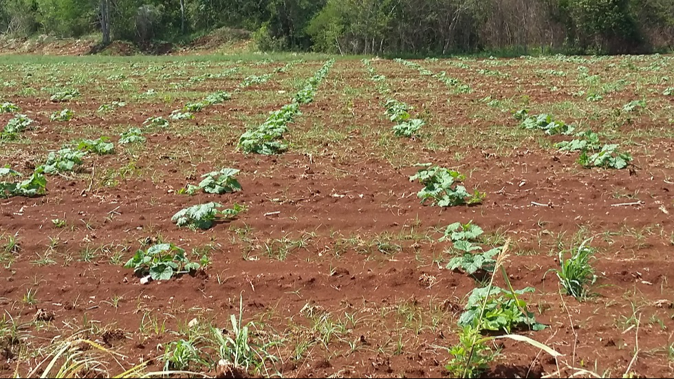 Sequía arrasa cultivos de chigua en Hopelchén: Campesinos pierden 10 hectáreas