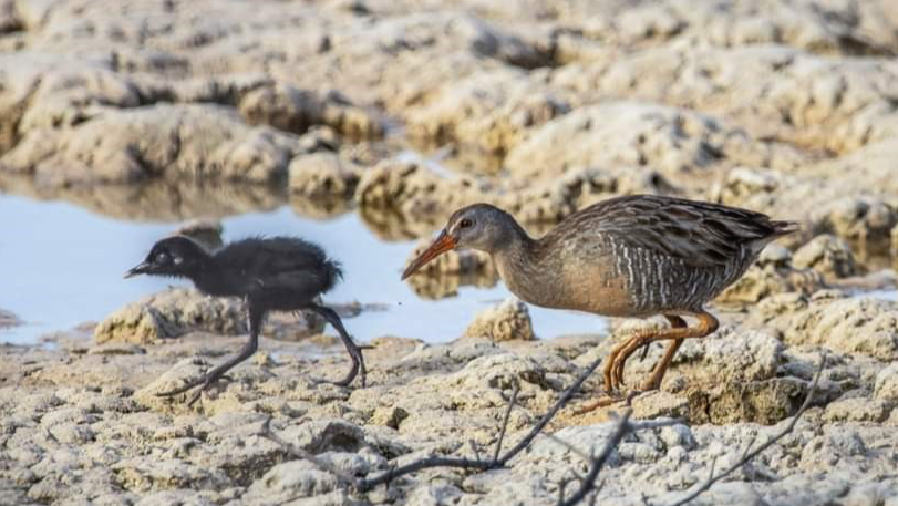 Se han registrado al menos 52 especies entre aves residentes y migratorias en zonas como las reservas de la Biosfera de Ría Lagartos y la Estatal de Dzilam de Bravo Se han registrado al menos 52 especies entre aves residentes y migratorias en zonas como las reservas de la Biosfera de Ría Lagartos y la Estatal de Dzilam de Bravo