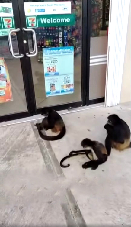 Monos arañas piden de comer afuera de los comercios. Monos arañas piden de comer afuera de los comercios.