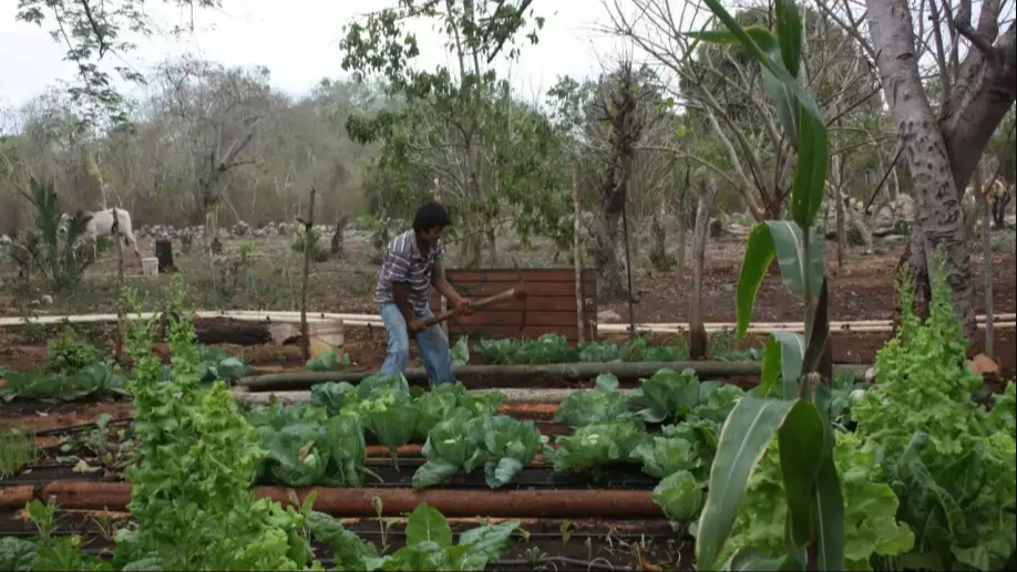 Esta innovación benefi ciaría a productores de frutas y verduras Esta innovación benefi ciaría a productores de frutas y verduras