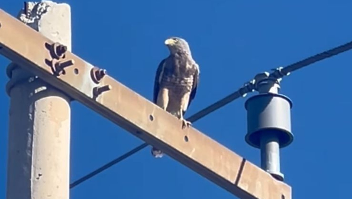Esta vez es una alada del ser humano, ya que puede controlar la población de fauna considerada nociva Esta vez es una alada del ser humano, ya que puede controlar la población de fauna considerada nociva