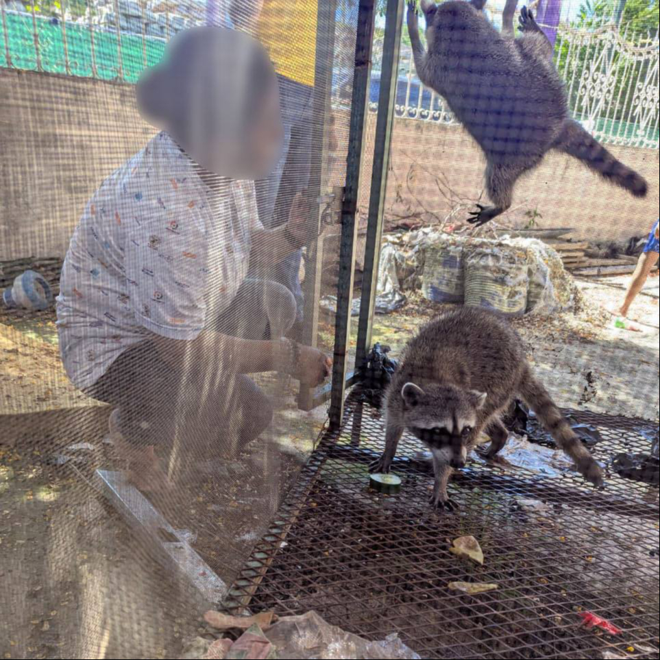 PROFEPA aseguró dos mapaches en cautiverio en la colonia Héroes de Nacozari. PROFEPA aseguró dos mapaches en cautiverio en la colonia Héroes de Nacozari.