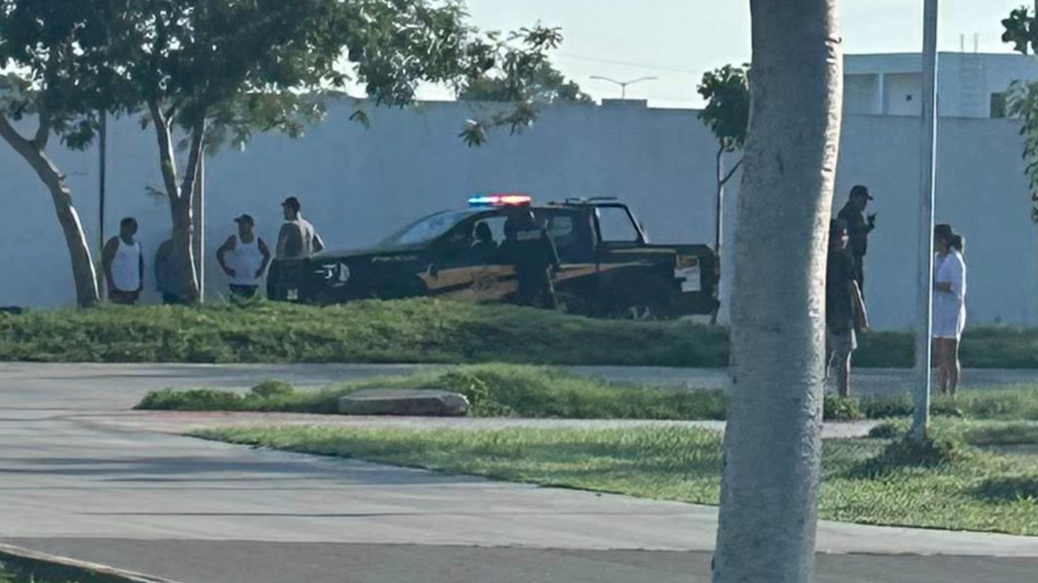 Al menos 8 perros y un zorrillo murieron por probable envenenamiento al norte de Mérida 