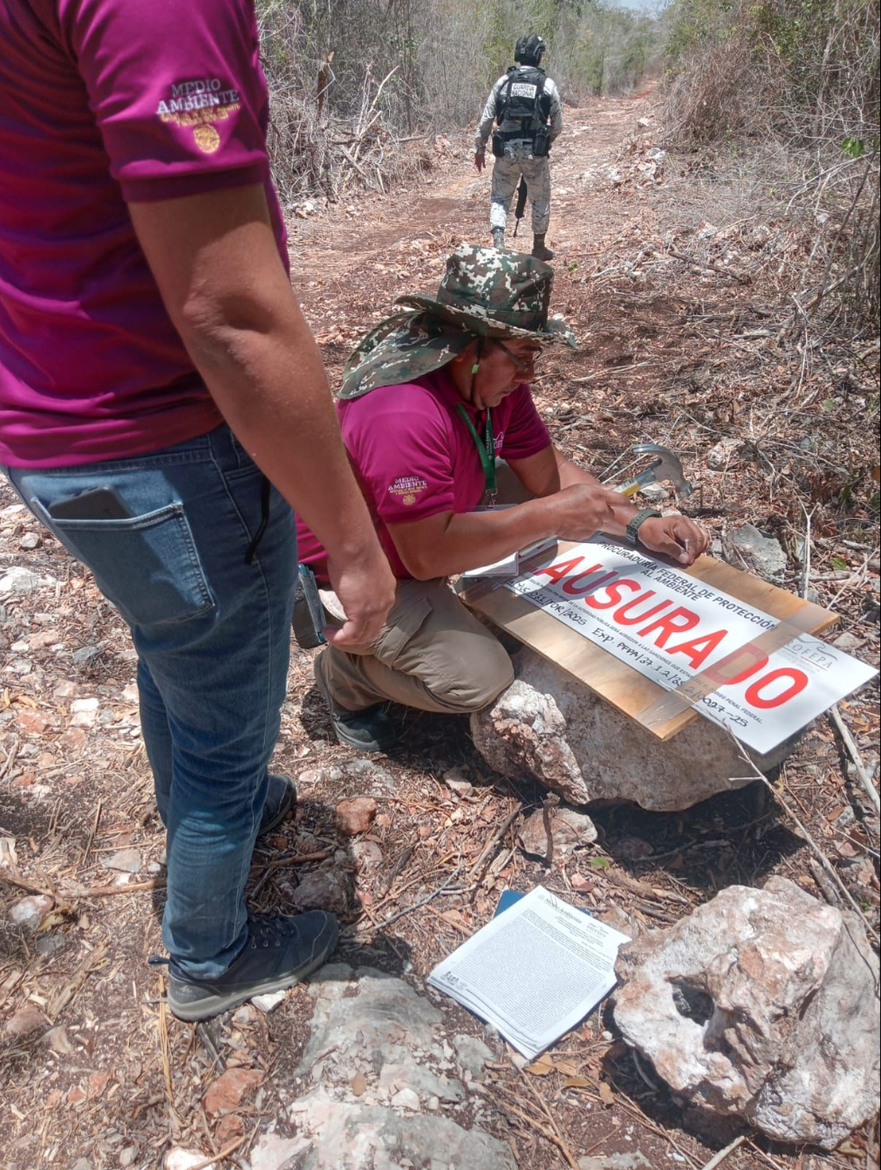 Ecocidio de la Reserva Biocultural del Puuc: Cuatro meses después,  la selva inicia una lenta recuperación 