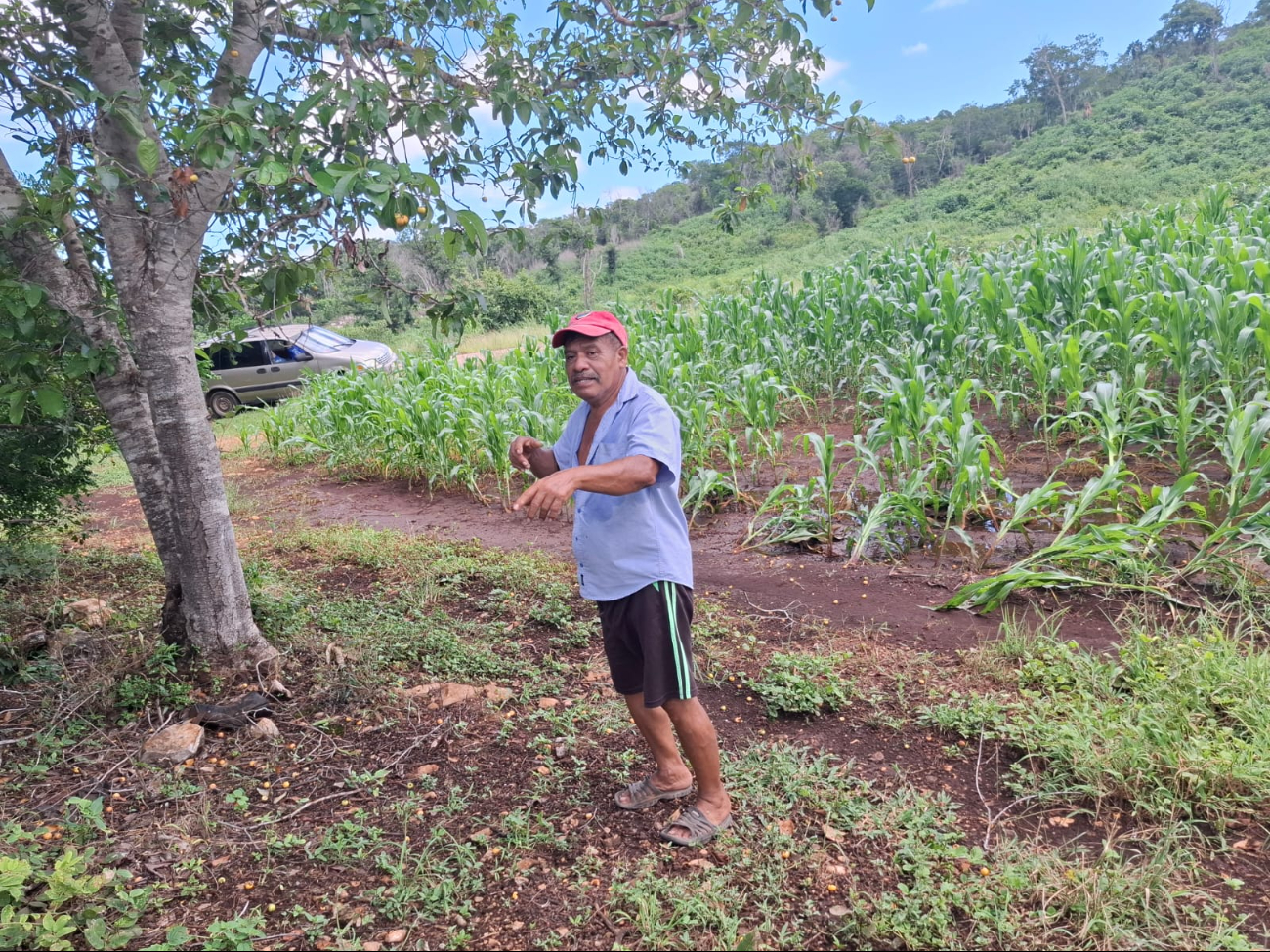 Productores de maíz en Campeche enfrentan daños irreversibles por ventarrón