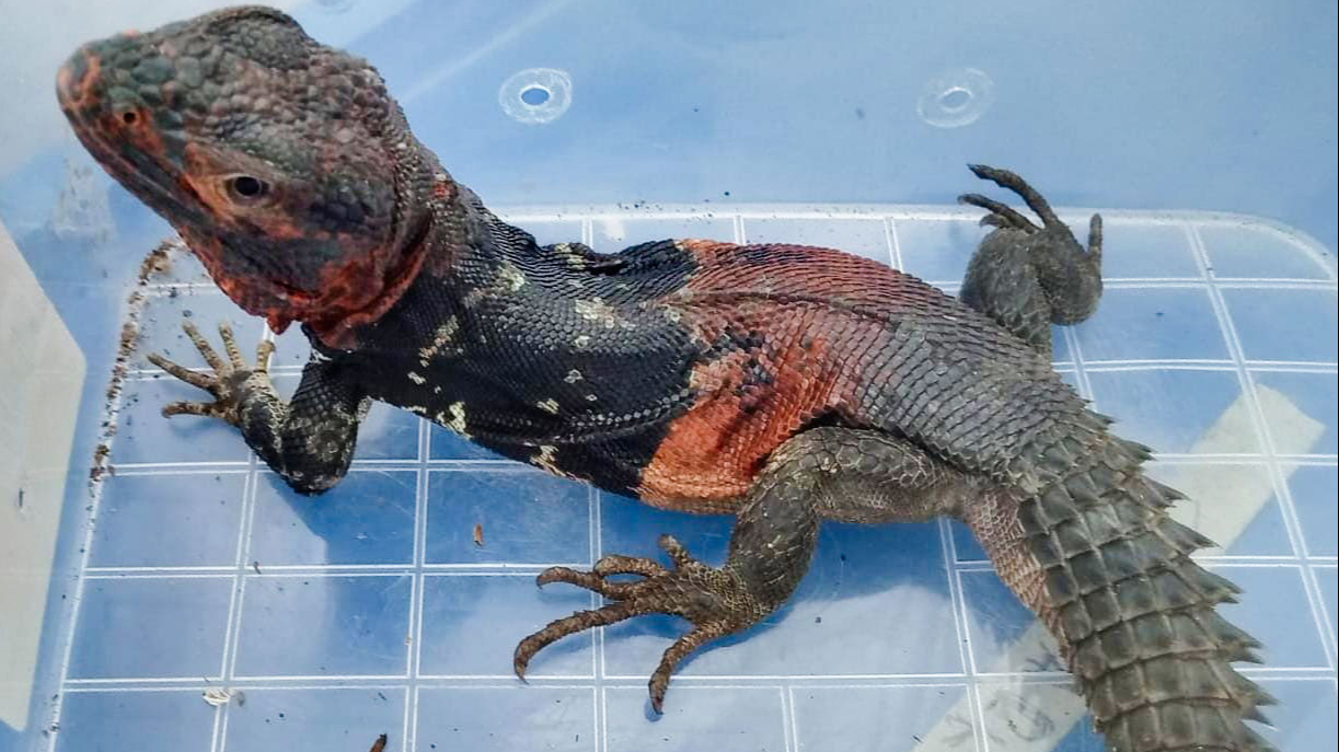La iguana yucateca de cola espinosa es una especie endémica de la Península de Yucatán La iguana yucateca de cola espinosa es una especie endémica de la Península de Yucatán