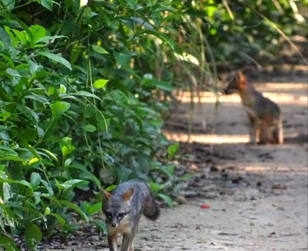 son pocos los ejemplares que se dejan ver durante el día