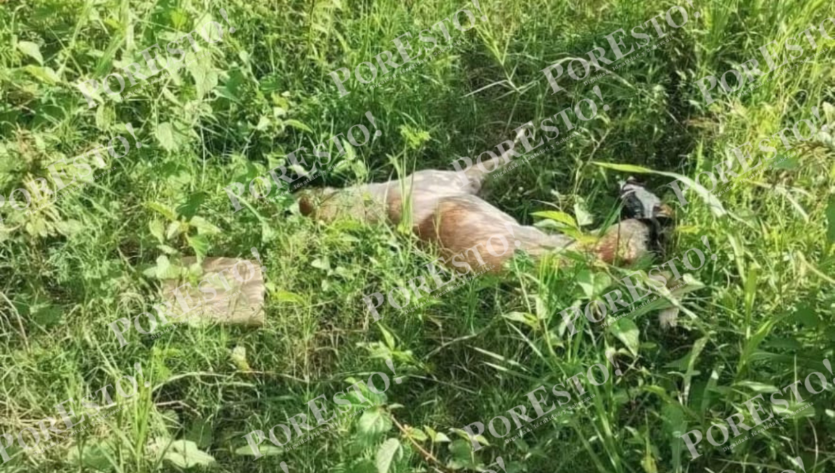 Habitantes señalan que personas ajenas tiran basura y animales muertos en el lugar.