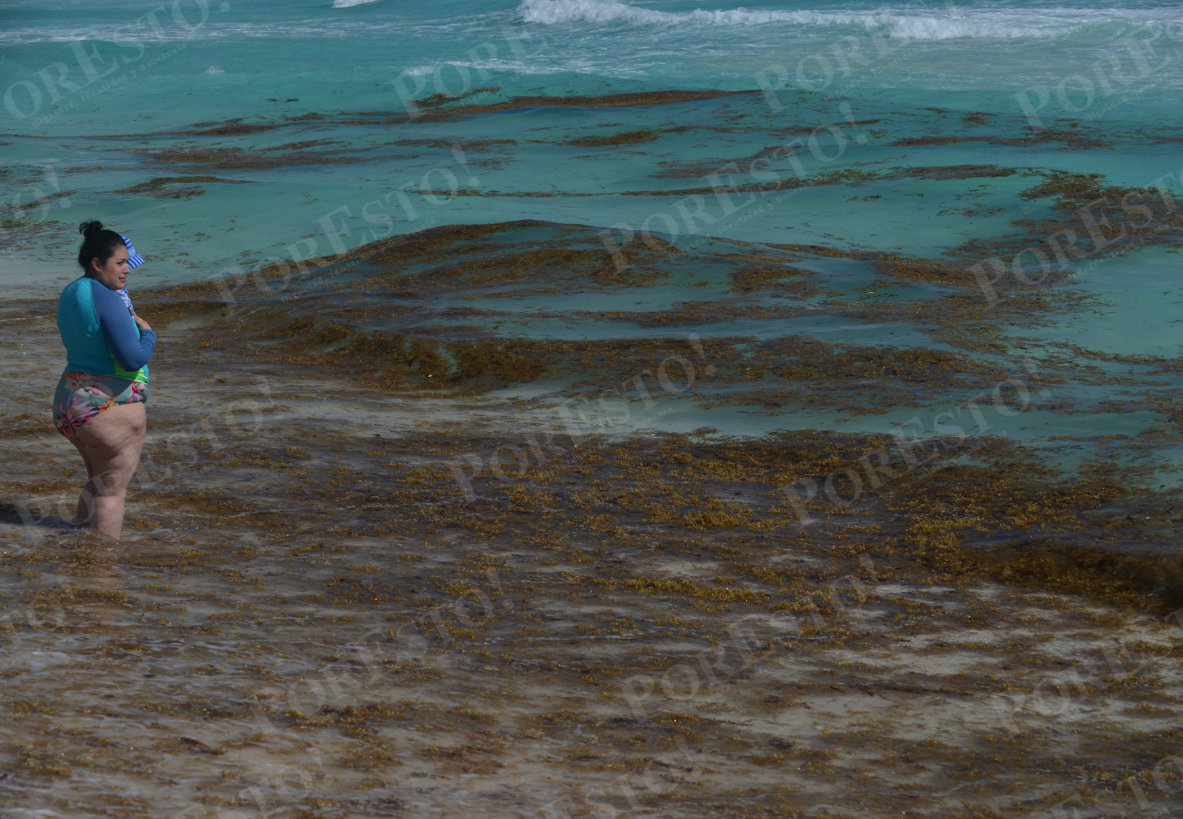El sargazo volvió a cubrir tramos de playas de Cancún ante un recale atípico en pleno mes de enero.