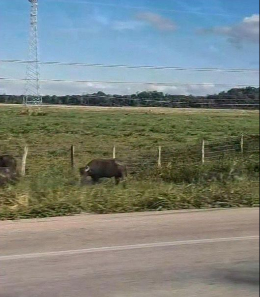 La presencia de los animales representa un grave peligro para automovilistas.