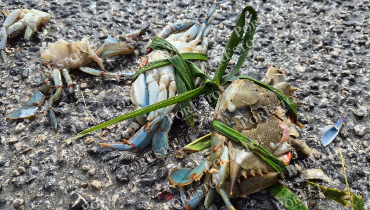 Tonelada y media de jaiba regada en la carretera tras volcadura