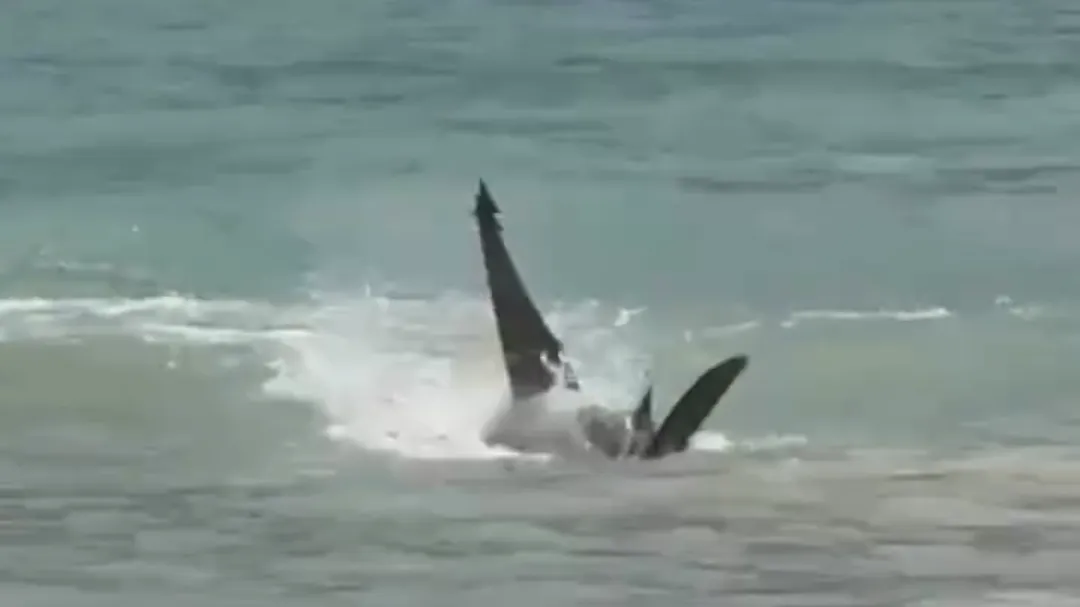 Así fue el presunto ataque de tiburón a un raya en playa de Tulum