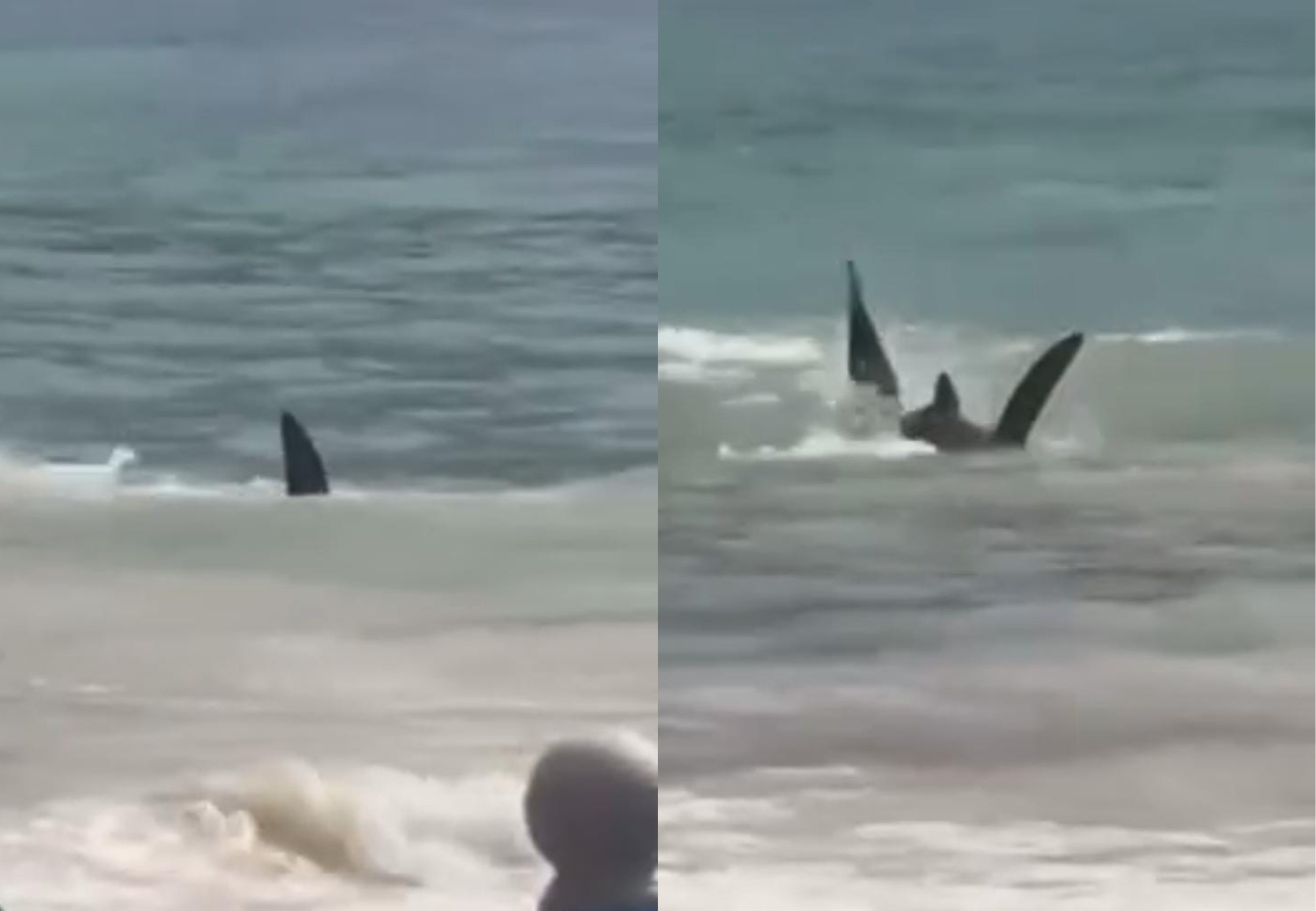 En una segunda grabación, captada desde la orilla, se aprecia a la raya ya fuera del agua, con una parte considerable de su cuerpo visiblemente devorada