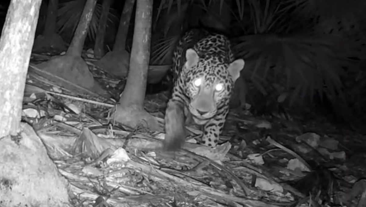 El jaguar se encuentra en peligro de extinción a nivel global