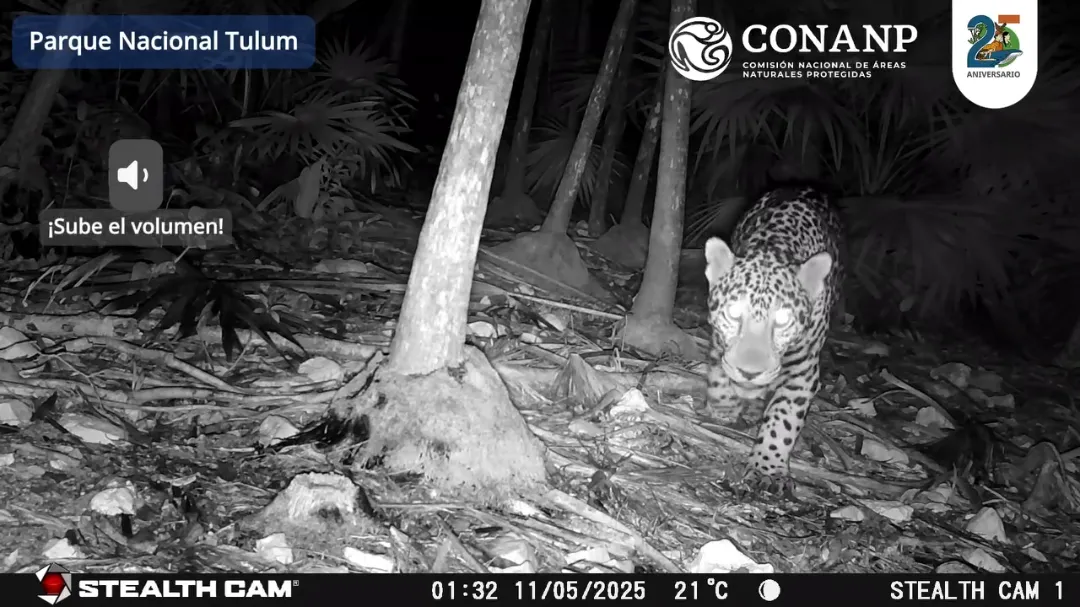 El jaguar se encuentra en peligro de extinción a nivel global