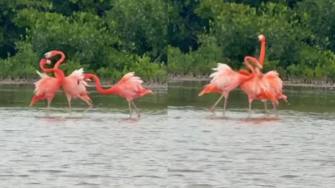 Captan enfrentamiento entre flamencos en la costa de Yucatán