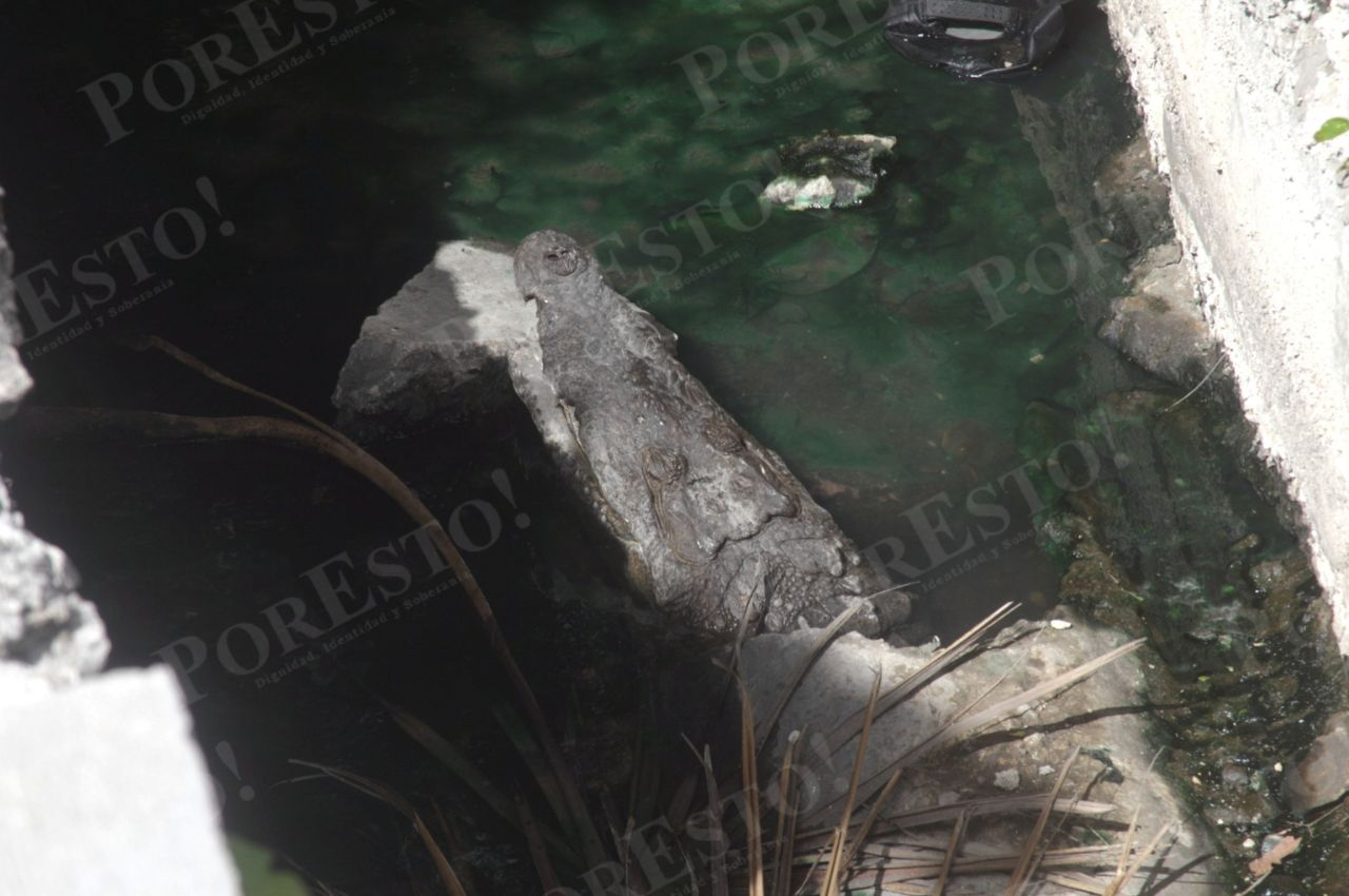 Hasta un cocodrilo se pudo ver en la colapsada zona hotelera de la ciudad.