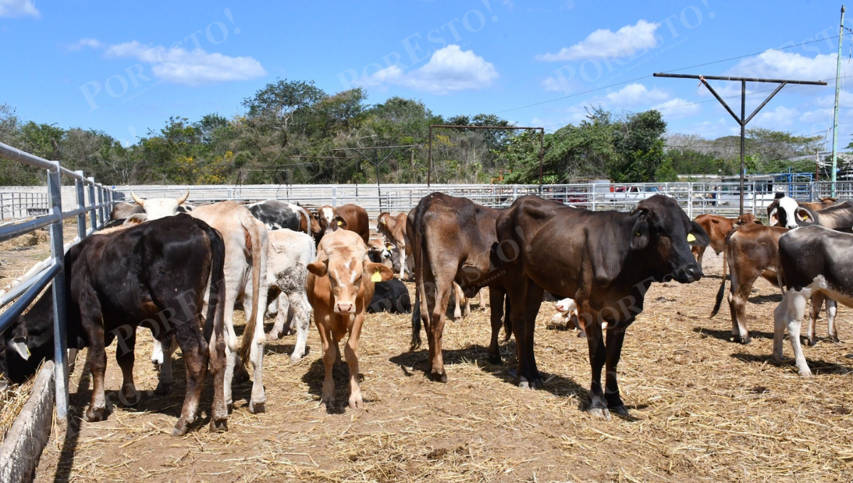 El ganado bovino concentra más del 50% de los casos registrados en el estado.