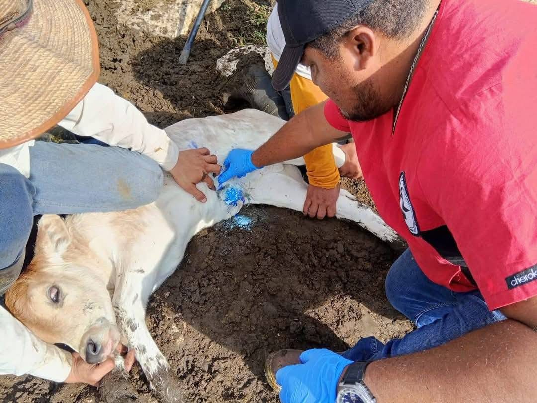 La plaga perjudica principalmente al ganado, pero también a las mascotas y personas, principalmente con padecimientos crónicos