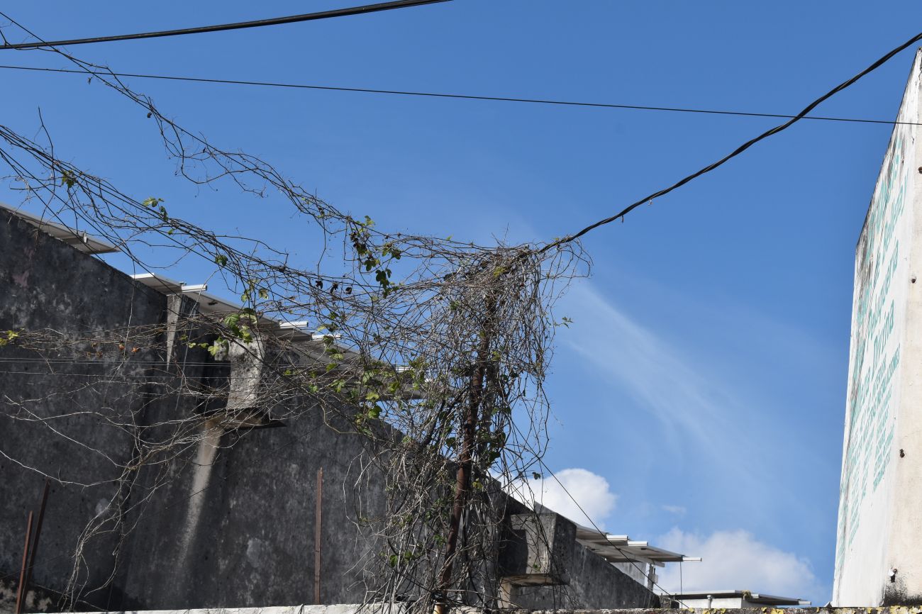 Naturaleza que  desafía el concreto en el Centro Histórico de Mérida