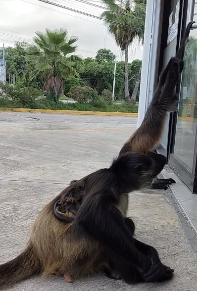 Usuarios compartieron fotografías y videos similares en distintos puntos de Puerto Morelos