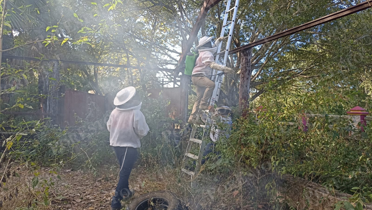 Las autoridades controlaron y eliminaron el enjambre para evitar nuevos ataques.