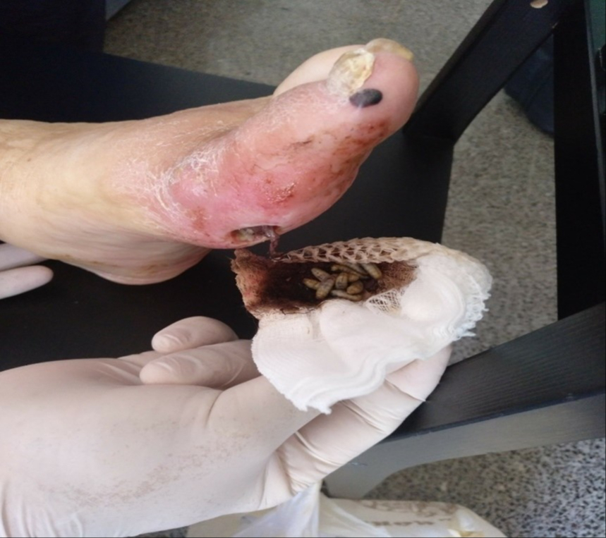 Quintana Roo ocupa el tercer lugar nacional en miasis cutánea por gusano barrenador