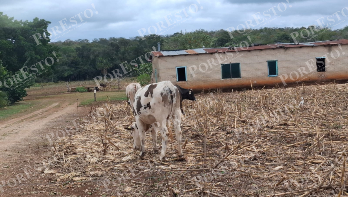 Ganaderos alertan que la plaga avanza rápidamente en ranchos del municipio.