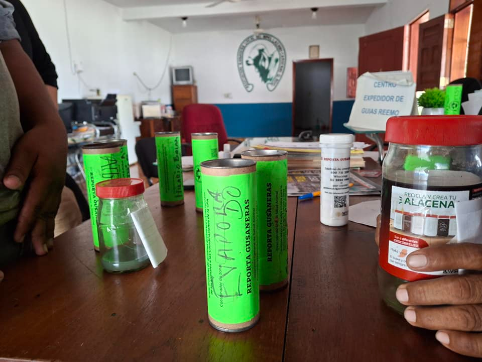 Aunque la Sedarpe reporta cero casos activos de gusano barrenador, ganaderos de Lázaro Cárdenas confirman la persistencia de miasis en el ganado