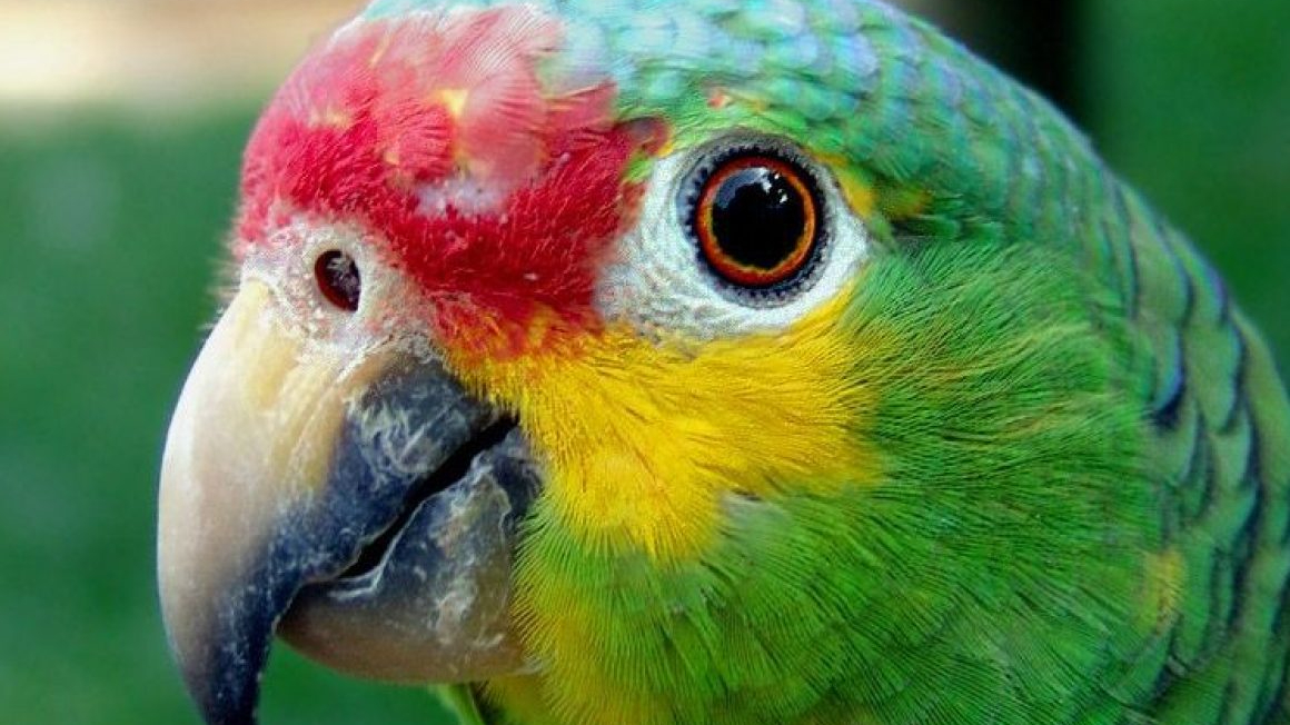 Avistamiento de loro cachetes amarillos destaca importancia del monitoreo urbano en Mérida