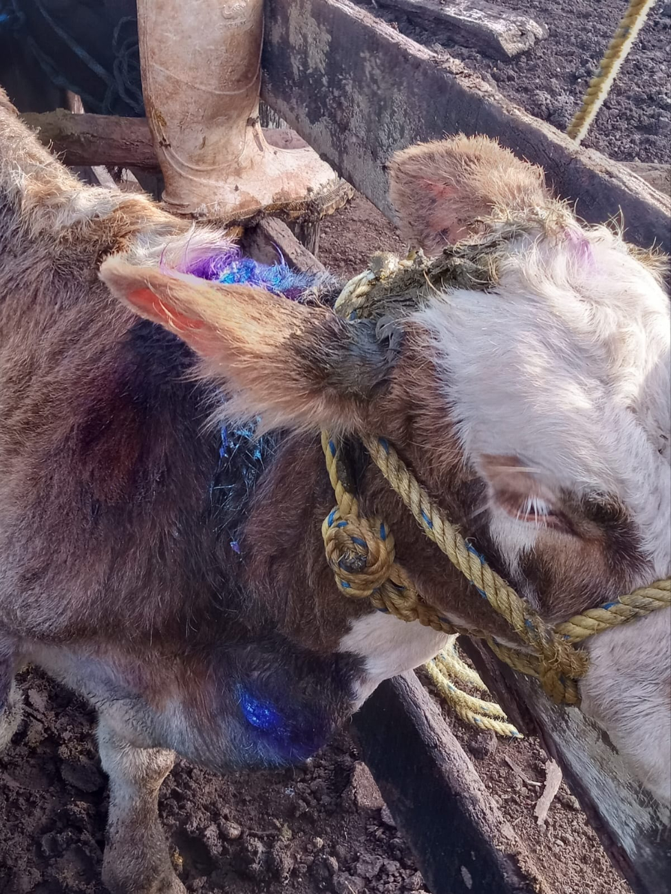 Funcionario advierte que un brote en la zona puede impactar  los precios de venta de los animales