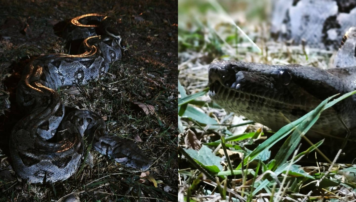 La boa fue capturada y liberada lejos de la zona habitacional