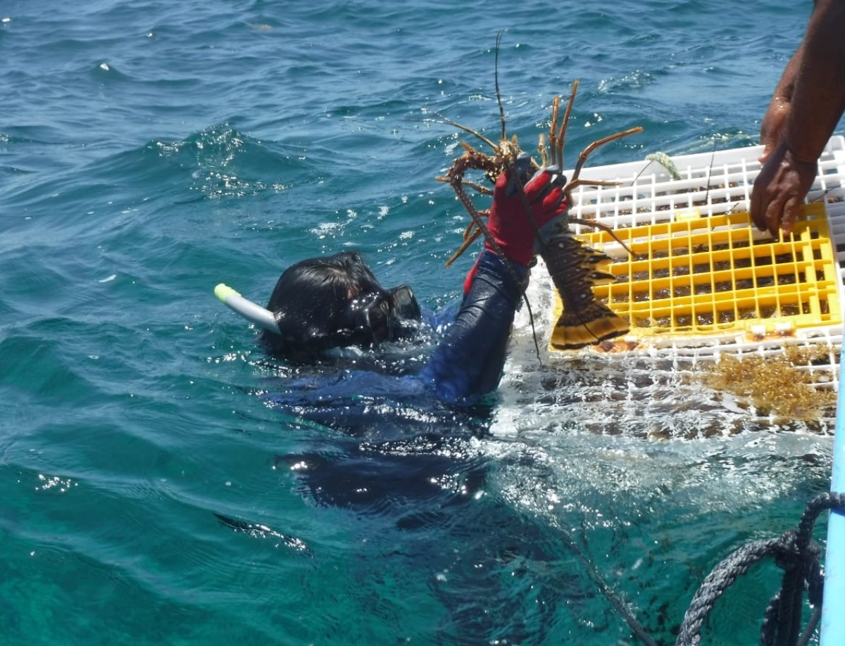 Presidente de la cooperativa ha reportado una cantidad menor de 600 kilos