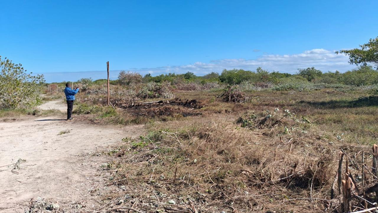 Profepa clausura un predio en Chelem por la destrucción de casi seis mil metros cuadrados de manglar