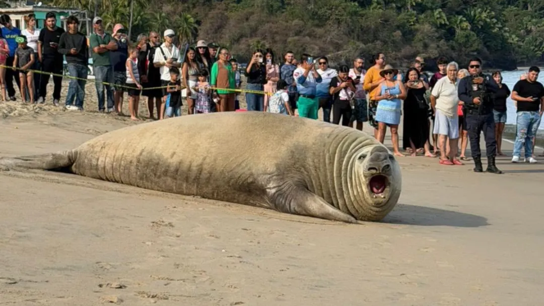 Panchito, el elefante marino que sigue sorprendiendo a visitantes en playas de Nayarit