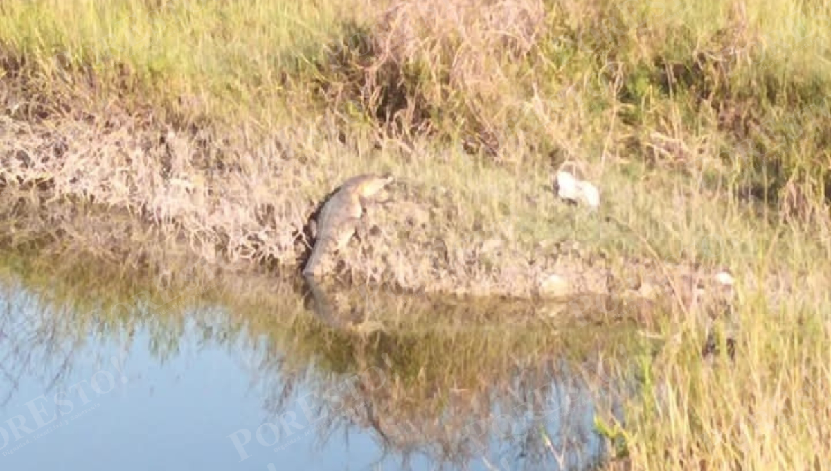 Los reptiles habitan manglares, potreros y pozas cercanas al poblado.