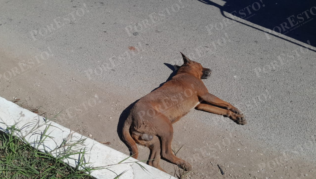 El canino murió tras el fuerte impacto.