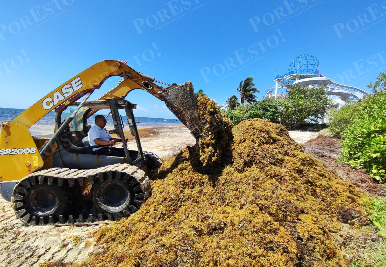 La temporada de sargazo se adelantó este año y se prevé un arribo similar, o mayor, al registrado en 2025